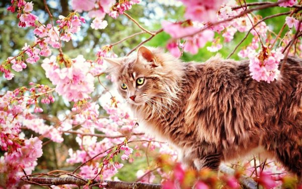 Котятки на природе