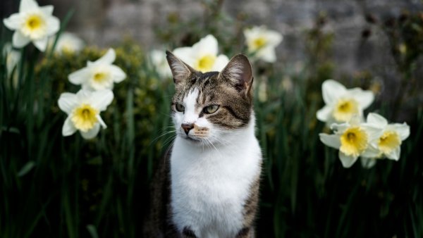 Кошка Весна