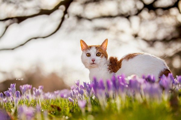 Кошки весной