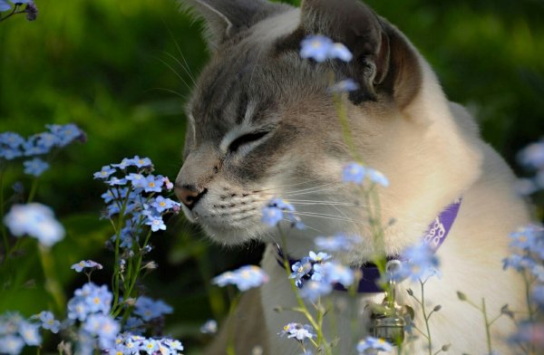Котенок в весенних цветах