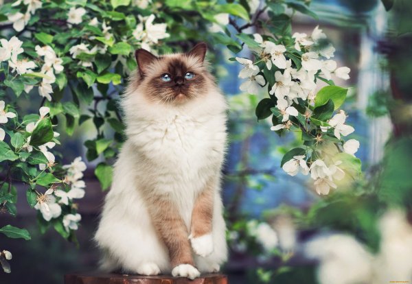 Кошки и цветы