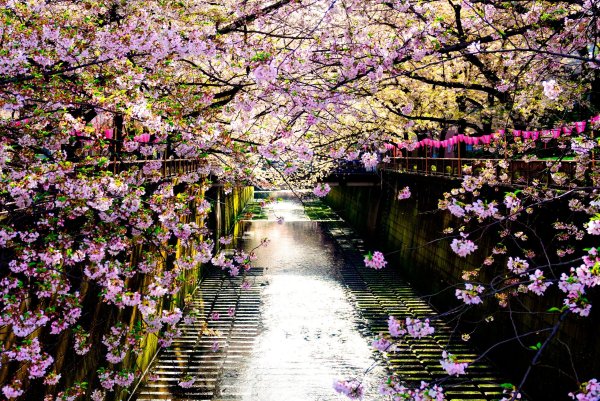 Сакура Фую-дзакура