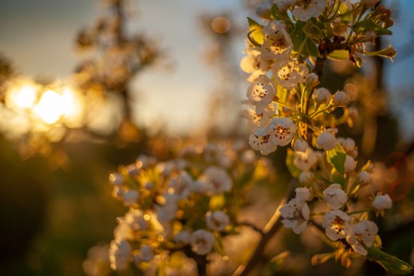 Шикарная Весна солнце
