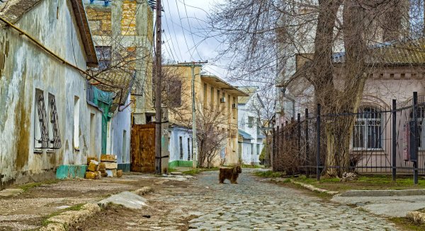 Растительность в Евпатории Крым