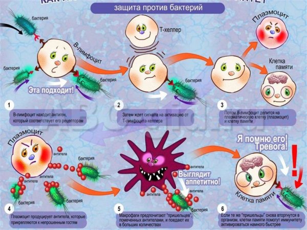 Презентация на тему иммунитет