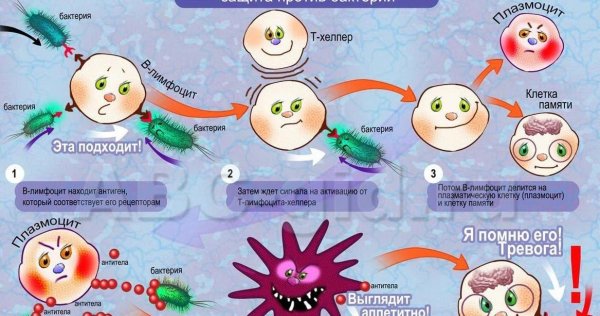 Иммунитет дегеніміз не