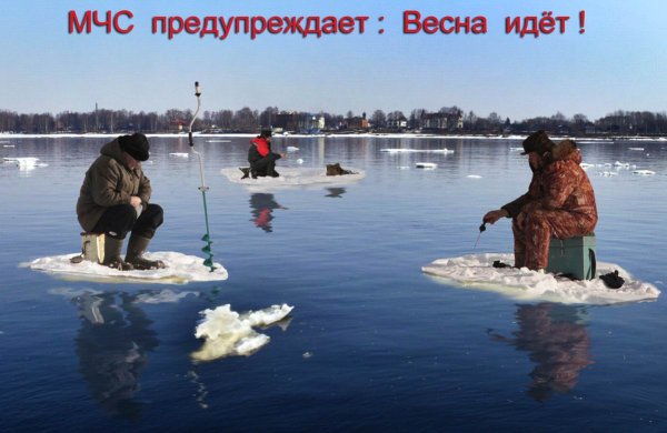 Коты прилетели