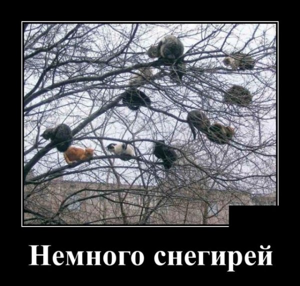 Весна и мартовские коты