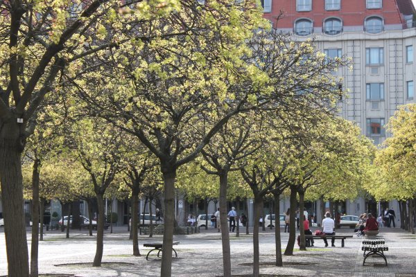 Дрезден весной