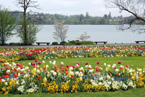 Миндаль цветет в Берлине