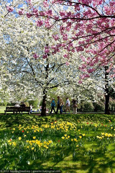 Черри блоссом Германия