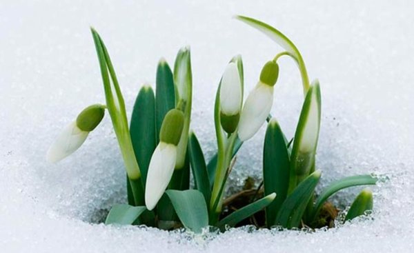 Поздравление с первым днем весны