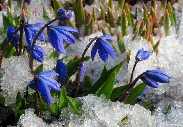 Открытка «Весна»