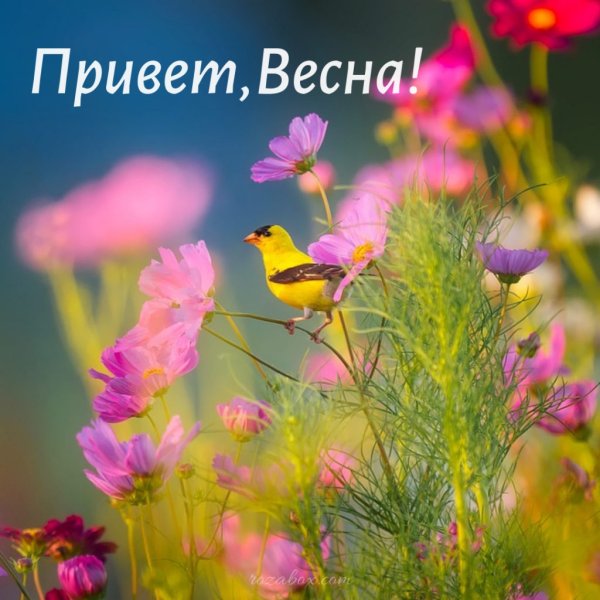 С весной прикольные