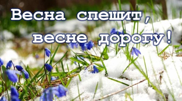 Весенние коты с надписями