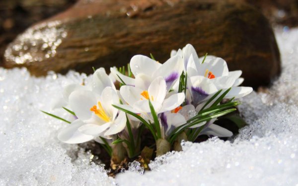 Цветы из под снега