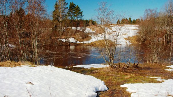 Ранняя Весна с проталинами подснежниками