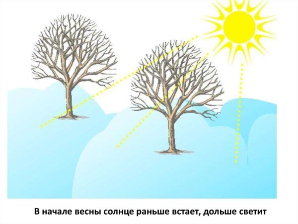 Деревья весной для дошкольников