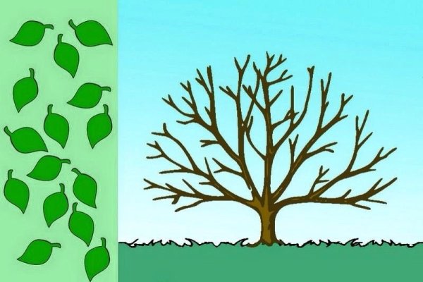 Дерево в разные времена года