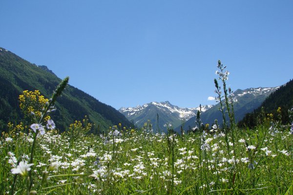 Архыз цветы в горах