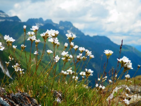 Архыз цветы в горах