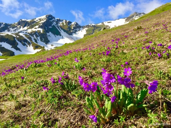 Архыз Альпийские Луга