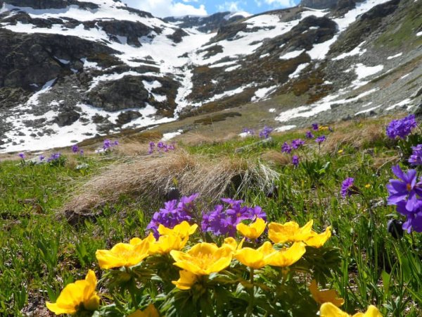 Архыз Альпийские Луга