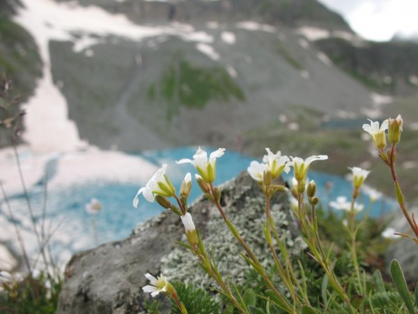 Архыз природа цветы