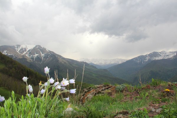 Домбай Альпийские Луга
