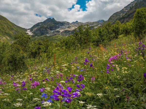 Горный Алтай разнотравье Долина