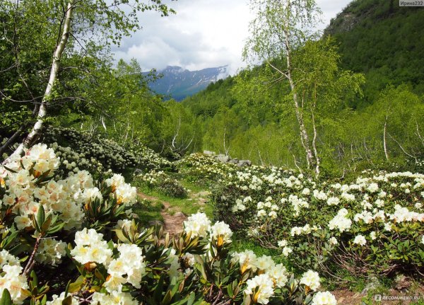 Рододендрон Архыз