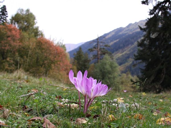 Шафран Архыз