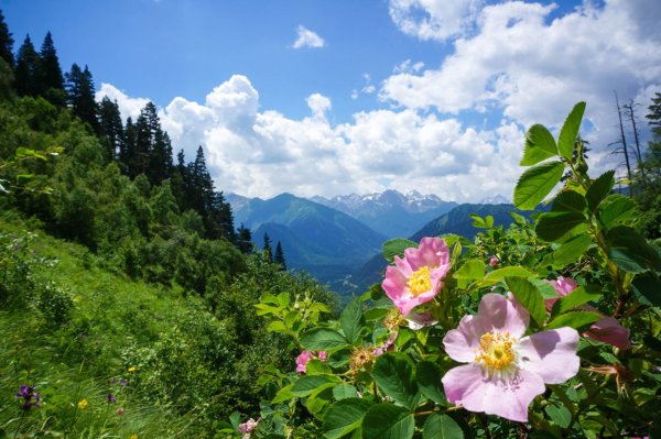 Архыз цветы