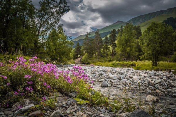 Рододендрон кавказский Архыз Софийский водопад