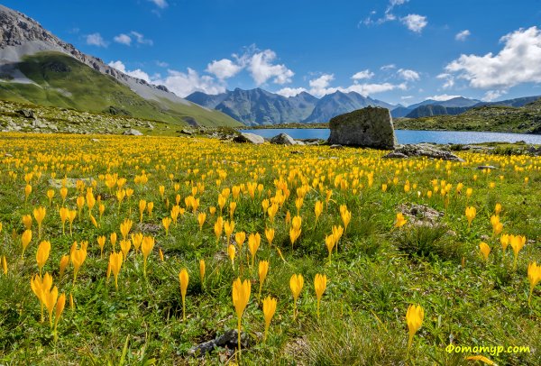 Домбай Альпийские Луга