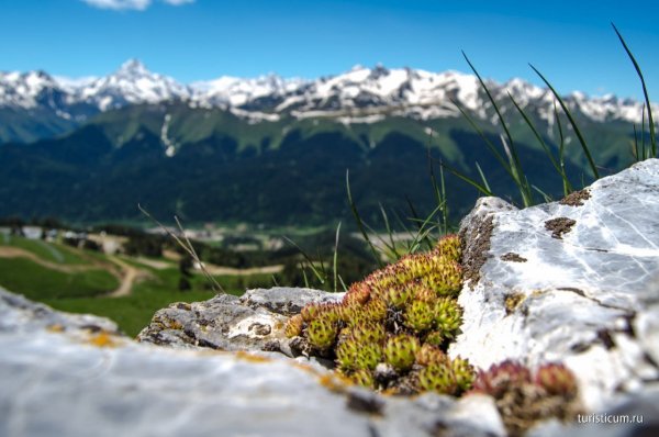 Архыз цветы