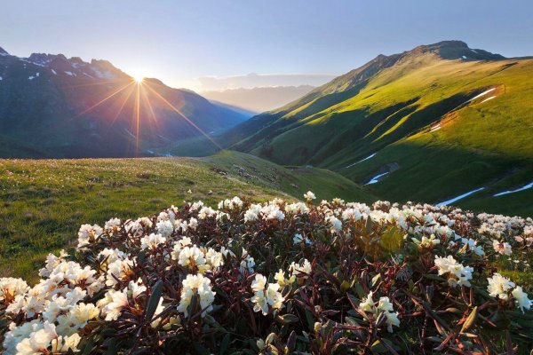 Рододендрон Архыз