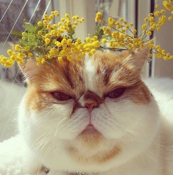 Смешное про весну