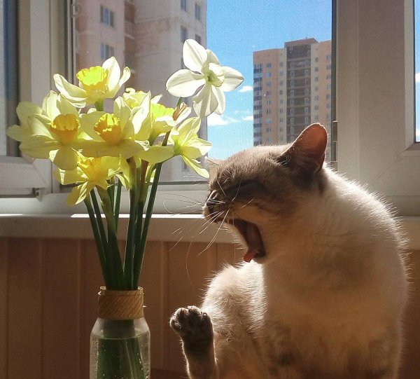 Кот и одуванчик