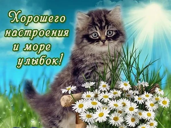 Открытки Веселые и добрые