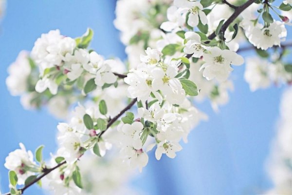 Цветущая яблоня на фоне голубого неба