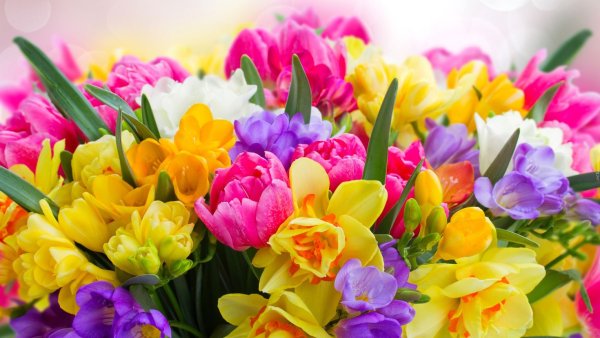 Весенние тюльпаны