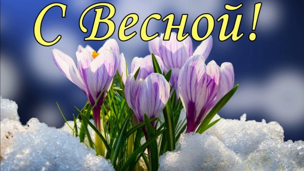 Мимоза тюльпаны Верба