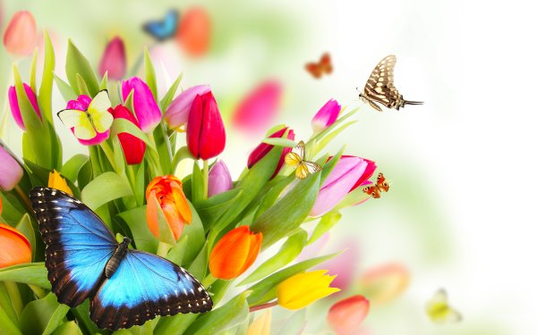 Весенние цветы