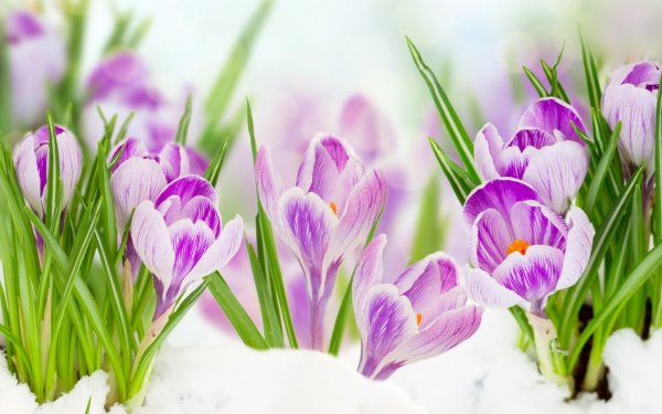 Открытки с первым днем весны