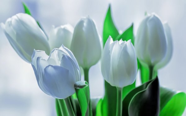 К празднику. 8 Марта