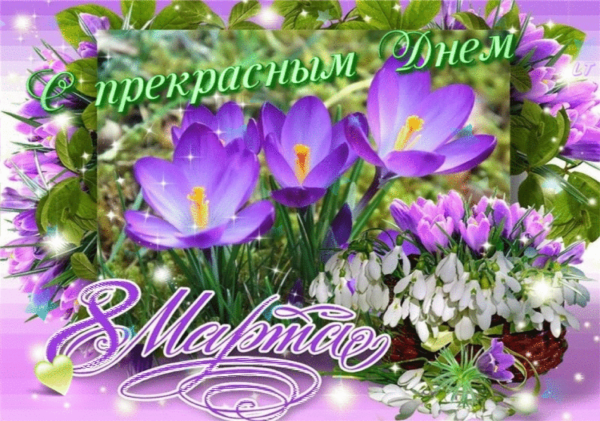 Крокусы подснежники и Мимоза