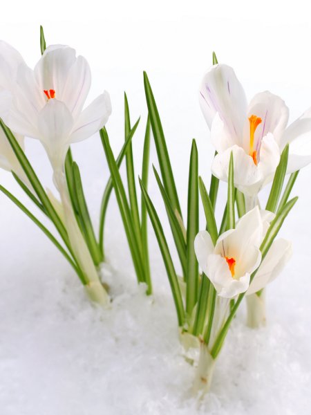 Открытки с 8 марта подснежники