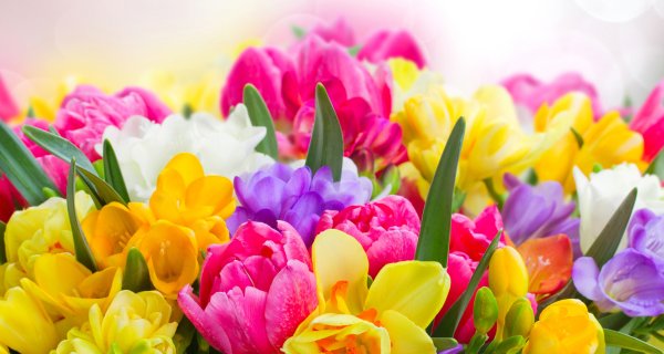 Тюльпаны и Мимоза