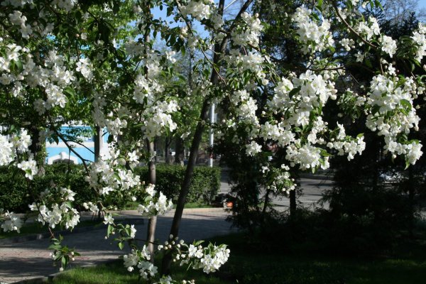 Барнаул весной